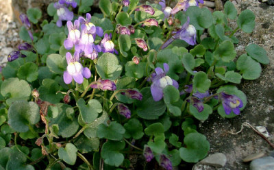 07100029_eCymbalaria_pallida.JPG