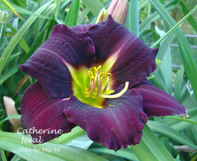 Imgp7578-CathNeal.jpg