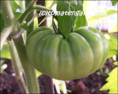 tomate_rhodia_gr.jpg