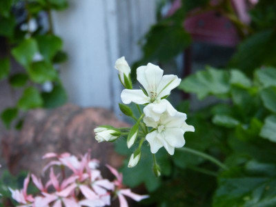 2015-08-09 Pelargonium Creamery.jpg