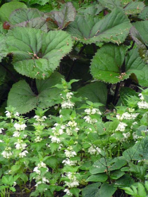 ligularia_lamium.jpg
