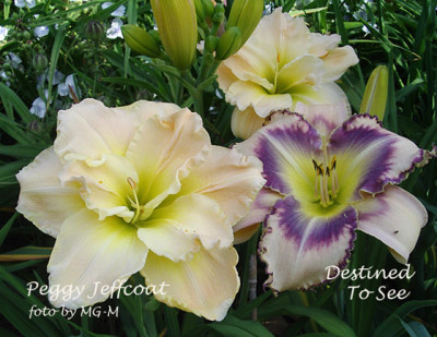 Imgp7712-Trio.jpg
