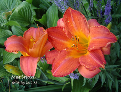 Imgp7651-Merinda.jpg