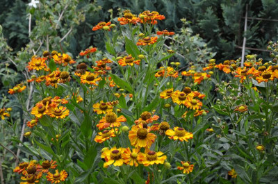 Helenium-Rauchtopas.15-1.jpg