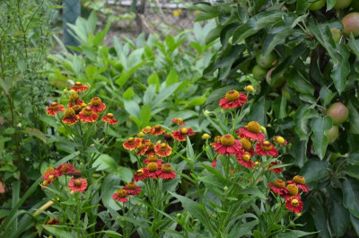 Helenium-unbekannt-niedrig.15-3.jpg