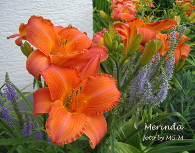Imgp7748-Merinda.jpg