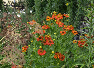 Helenium-unbekannt1.15-1.jpg