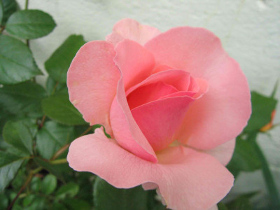 sorbet1.jpg