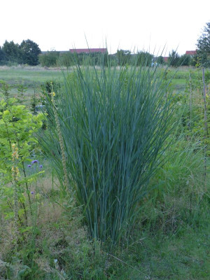 2015-08-09 Panicum 'Cloud Nine'.jpg