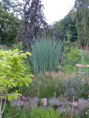 2015-08-09 Panicum 'Cloud Nine' 2.jpg