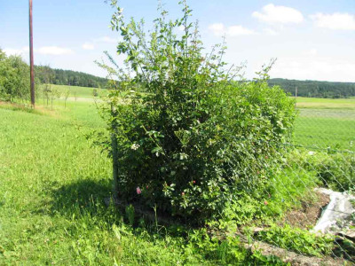 fragebusch.jpg