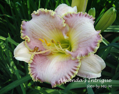 Imgp7689-Amandas.jpg