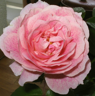 unbekannte_Rose2_1_1_1.jpg