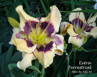 Imgp7678-ExtraT.jpg