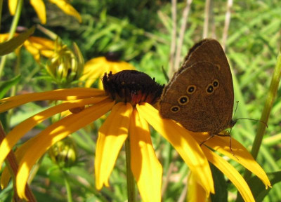 Brauner Waldvogel 160809.jpg