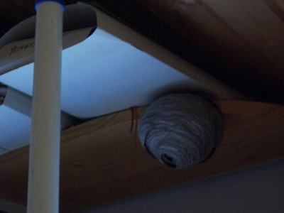 nest21.JPG