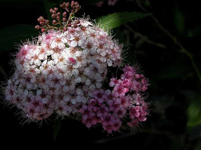 spirea421.jpg