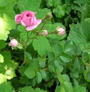 Rose_Dorothy_Perkins_2.jpg