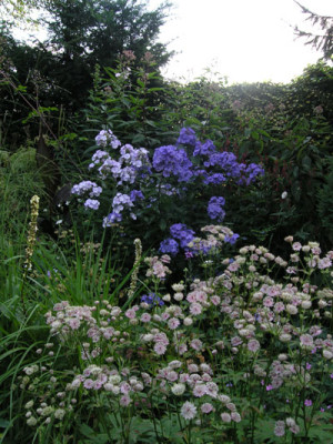 P_Blue_Paradise-u-Sternhimmel.jpg