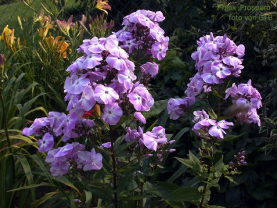 Phlox_Prospero0021.jpg