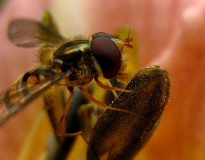 new_schwebfliege.jpg