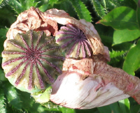 verbluehter_Mohn_1_6_1.jpg