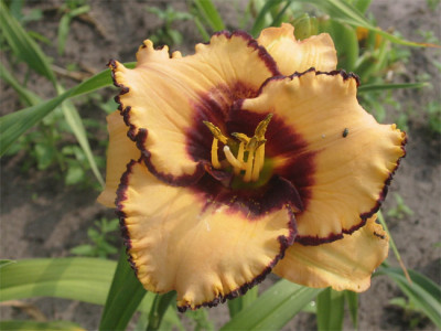191-9192a_IMG.jpg