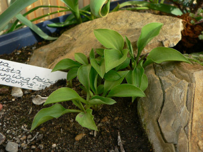 hosta_venusta.jpg