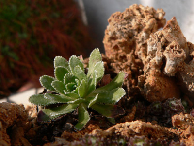 saxifraga.jpg