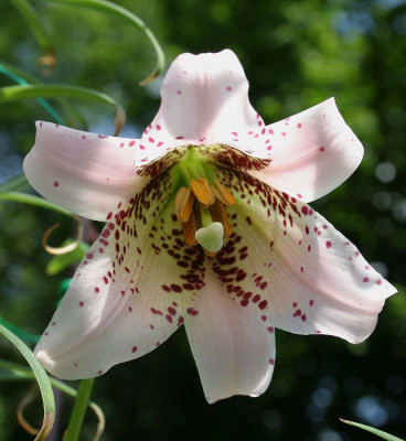IMG_1616_eLilium_species_CY-L49-2005-06.JPG
