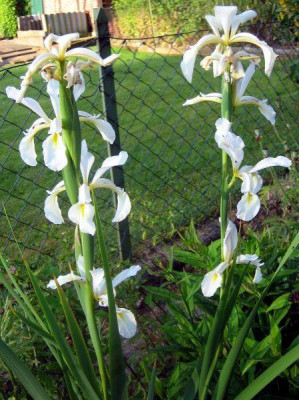 Iris_welche_1675_r11.jpg