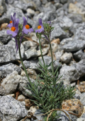 IMG_1629_eLinaria_alpina.JPG