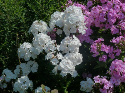 Phlox Anne 1.jpg