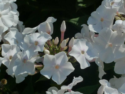 Phlox Anne 2.jpg
