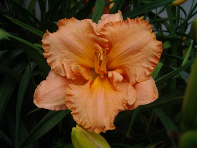IMGP8679.JPG
