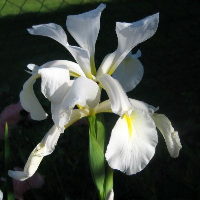 Iris_15821.jpg