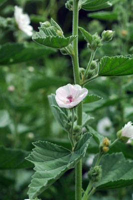 roseneibisch4745.jpg