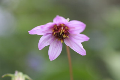 Blaue Dahlie.JPG