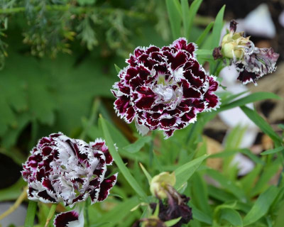Dianthus_heddewegii-Black&White.15-1.jpg