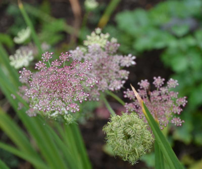 Daucus_carota-Mystery.15-1.jpg