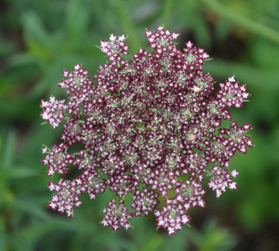 Daucus_carota-Mystery.15-4.jpg