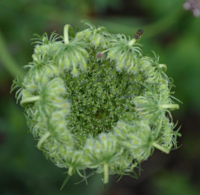 Daucus_carota-Mystery.15-5.jpg