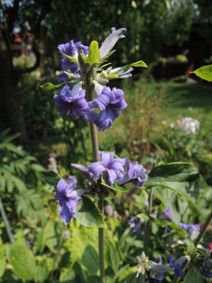 DSCN8043_864.JPG