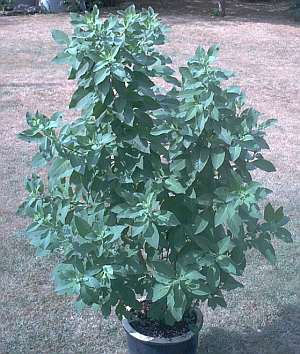 Acnistus_australis_Habitus.jpg