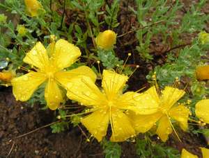 Hypericum_coris.jpg