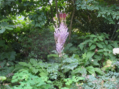 A ch var taquetii Slg Cornus (Kopie).jpg