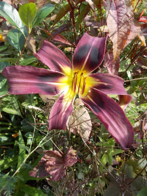 DSCN7399v.JPG