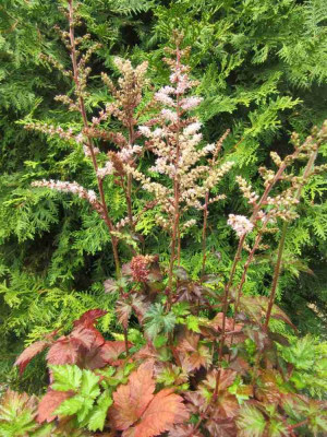 Astilbe Color Flash.jpg