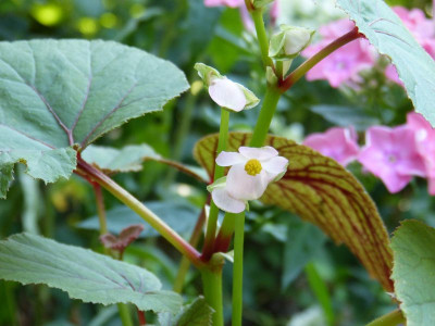 2015-08-10 Begonia grandis.jpg