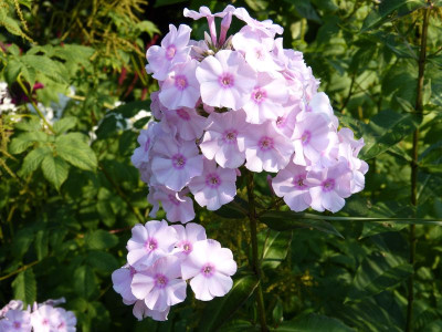 2015-08-10 Phlox Auslese 'Picasso'.jpg
